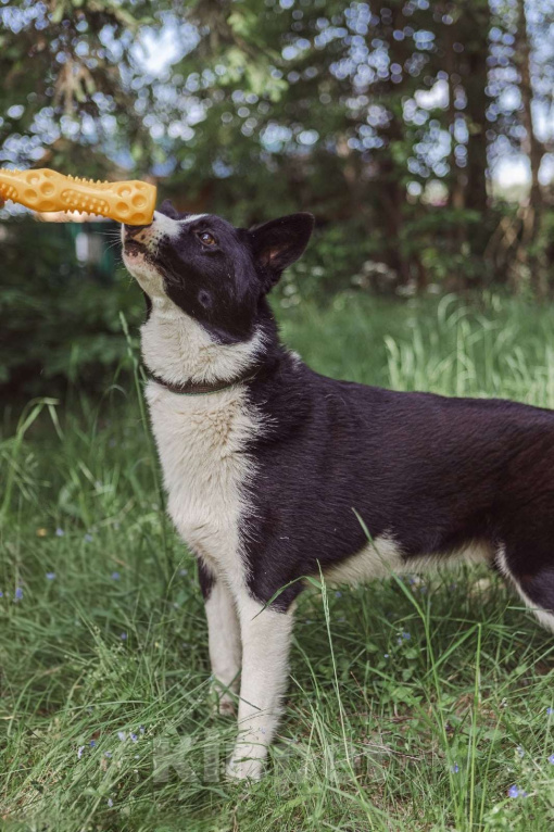 Собаки в Клине: Гелик — классный пёс Мальчик, Бесплатно - фото 4