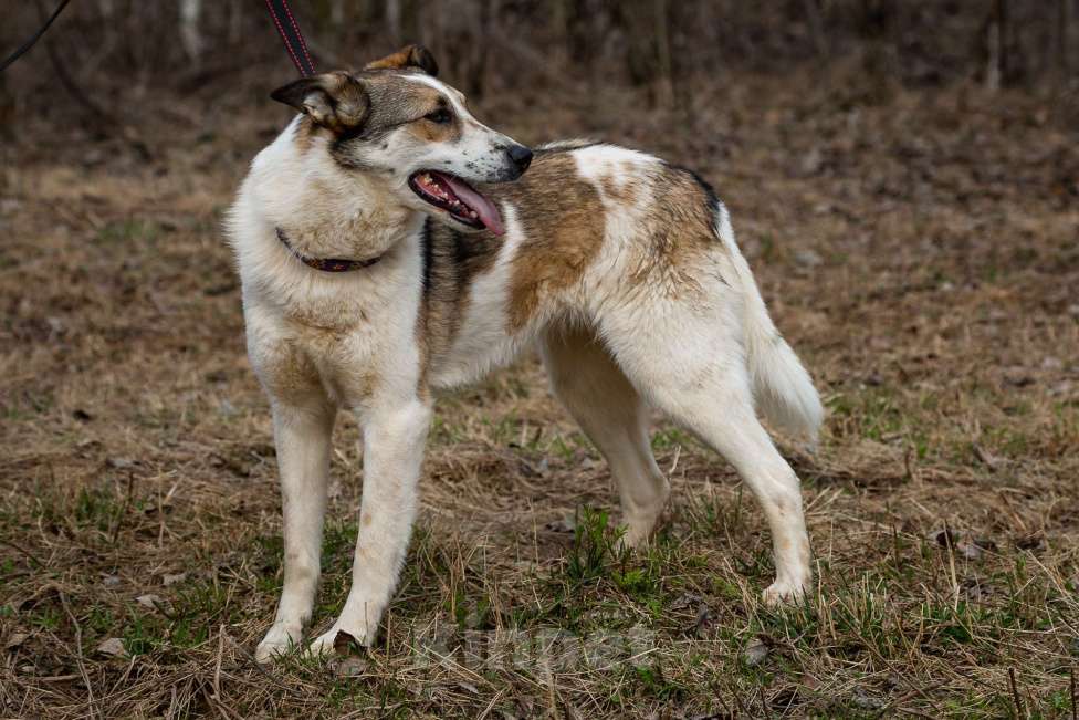 Собаки в Москве: Рокси Девочка, Бесплатно - фото 9