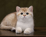 Кошки в Новосибирске: Британская. Золотая шиншилла Мальчик, 20 000 руб. - фото 1