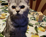 Кошки в Астрахани: Шотландская кошечка 3.5мес, 1 000 руб. - фото 1