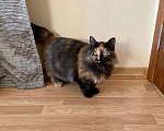Кошки в Малоархангельске: Ласковая и Стерилизованная кошка, Бесплатно - фото 2
