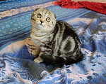 Кошки в Нытве: Вислоухий мальчик Мальчик, 15 000 руб. - фото 1