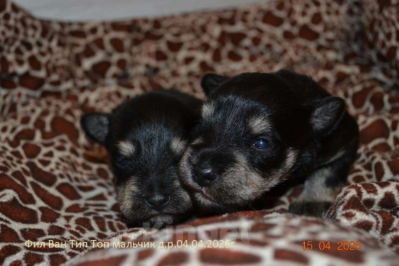 Собаки в Москве: Щенки родились 04.04.2026 – черный с серебром, крепкий тип и правильное происхождение: открыт резерв Мальчик, Бесплатно - фото 2