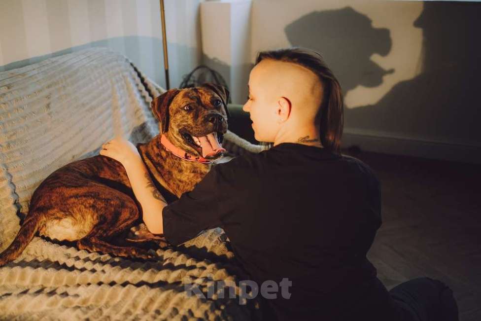 Собаки в Москве: Латифа ищет дом Девочка, 1 руб. - фото 4