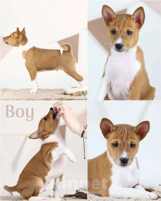 Собаки в Кропоткине: Щенки басенджи. Девочка, 80 000 руб. - фото 1