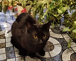 Кошки в Шахте: Пушистый полубританец - Хока Мальчик, 10 руб. - фото 7