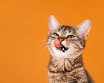 Кошки в Москве: Полосатый котенок Веста в добрые руки Девочка, 1 руб. - фото 8