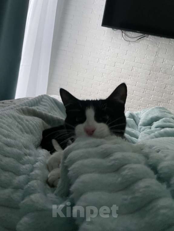 Кошки в Сочи: В добрые ручки Мальчик, Бесплатно - фото 6