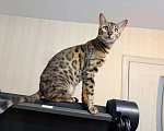 Кошки в Новосибирске: Бенгальский котенок Девочка, Бесплатно - фото 9