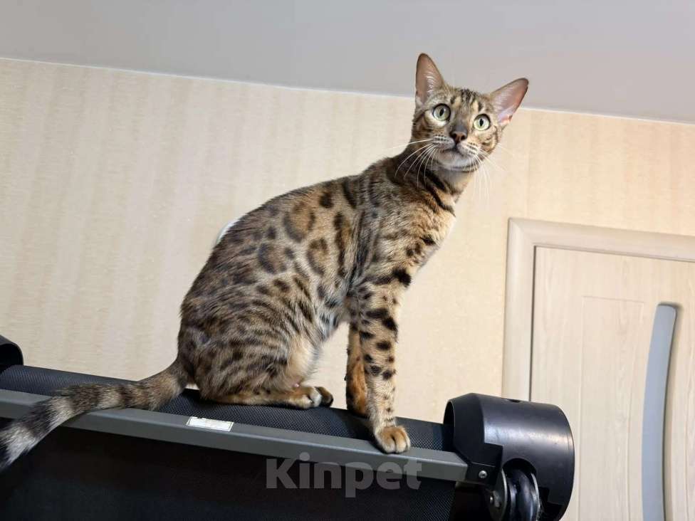 Кошки в Новосибирске: Бенгальский котенок Девочка, Бесплатно - фото 9