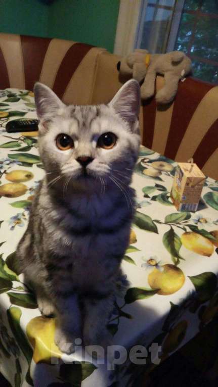 Кошки в Астрахани: Шотландская кошечка 3.5мес, 1 000 руб. - фото 1