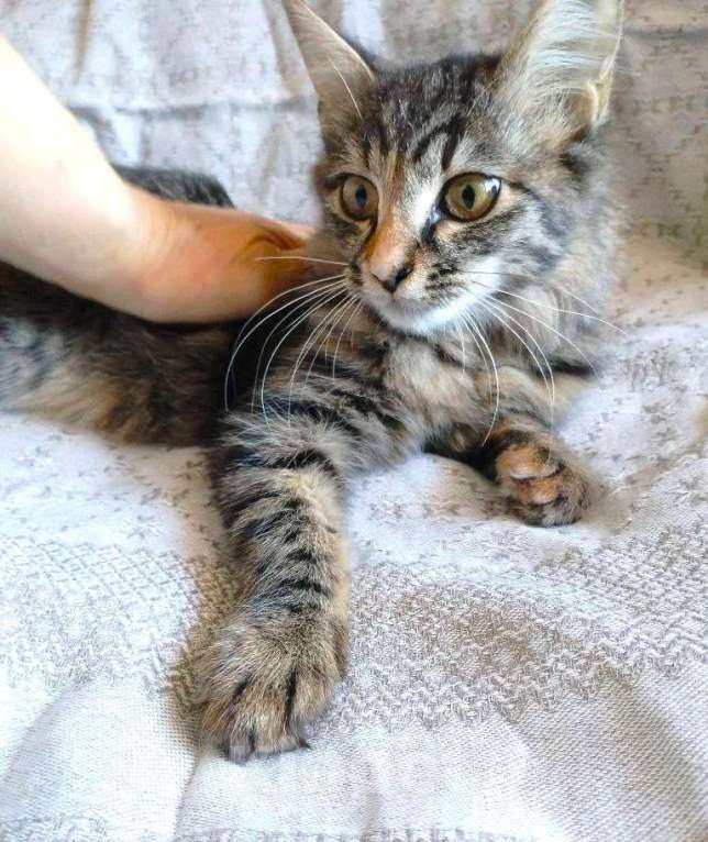 Кошки в Москве: Пушистая ласковая Клепа Девочка, 10 руб. - фото 3