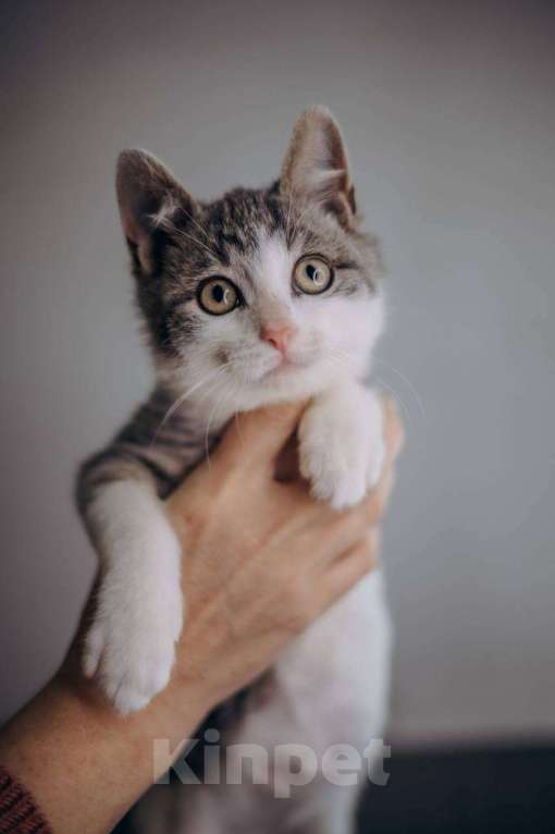 Кошки в Москве: Степан ищет дом!  Мальчик, Бесплатно - фото 4