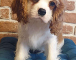 Собаки в других городах Московской области: Щенок кавалер Кинг Чарльз спаниель  Мальчик, 65 000 руб. - фото 3