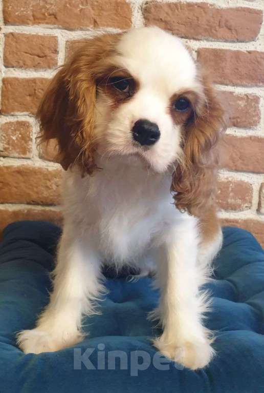 Собаки в других городах Московской области: Щенок кавалер Кинг Чарльз спаниель  Мальчик, 65 000 руб. - фото 3