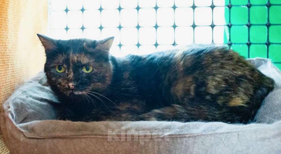 Кошки в Москве: Застенчивая кошечка Корица надеется на встречу с любящими хозяевами. В добрые руки Девочка, Бесплатно - фото 4