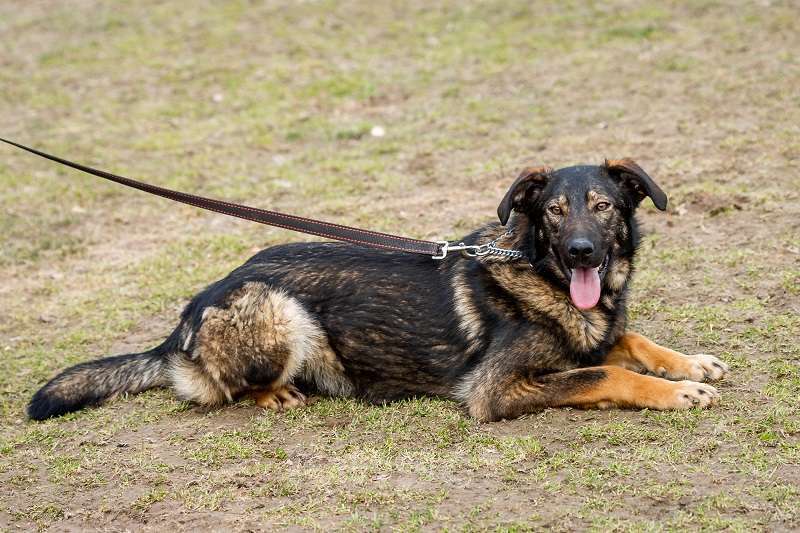 Собаки в Москве: Юна. Огонь-девица Девочка, 1 руб. - фото 3