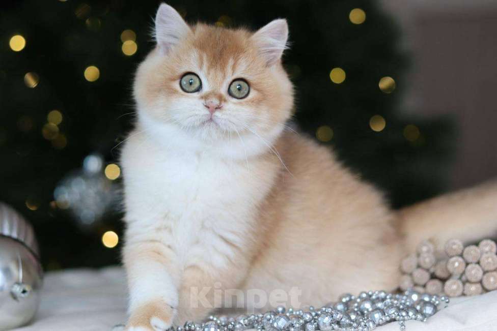 Кошки в Москве: Британский котенок Задор Мальчик, 100 000 руб. - фото 8