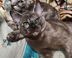 Кошки в Серпухове: Бурманский котенок Девочка Девочка, 14 000 руб. - фото 3