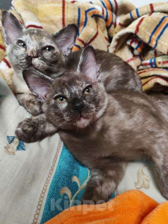 Кошки в Серпухове: Бурманский котенок Девочка Девочка, 14 000 руб. - фото 3