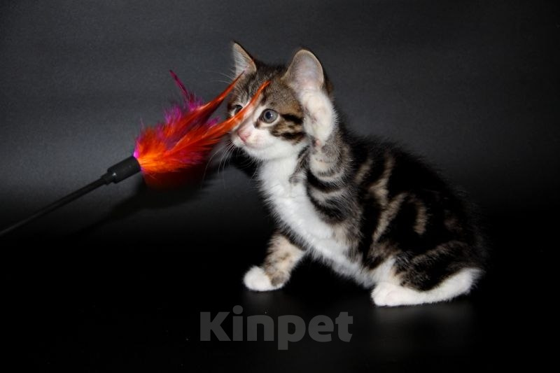 Кошки в Чебоксарах: Курильский бобтейл, котик Мальчик, Бесплатно - фото 6