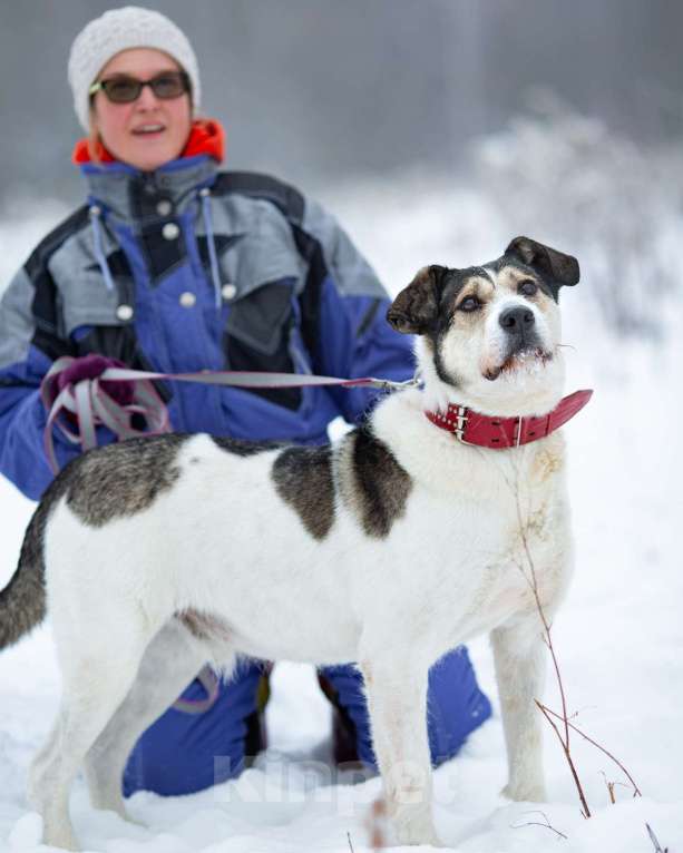 Собаки в Химках: Терьеристый мальчишка в добрые руки Мальчик, Бесплатно - фото 8