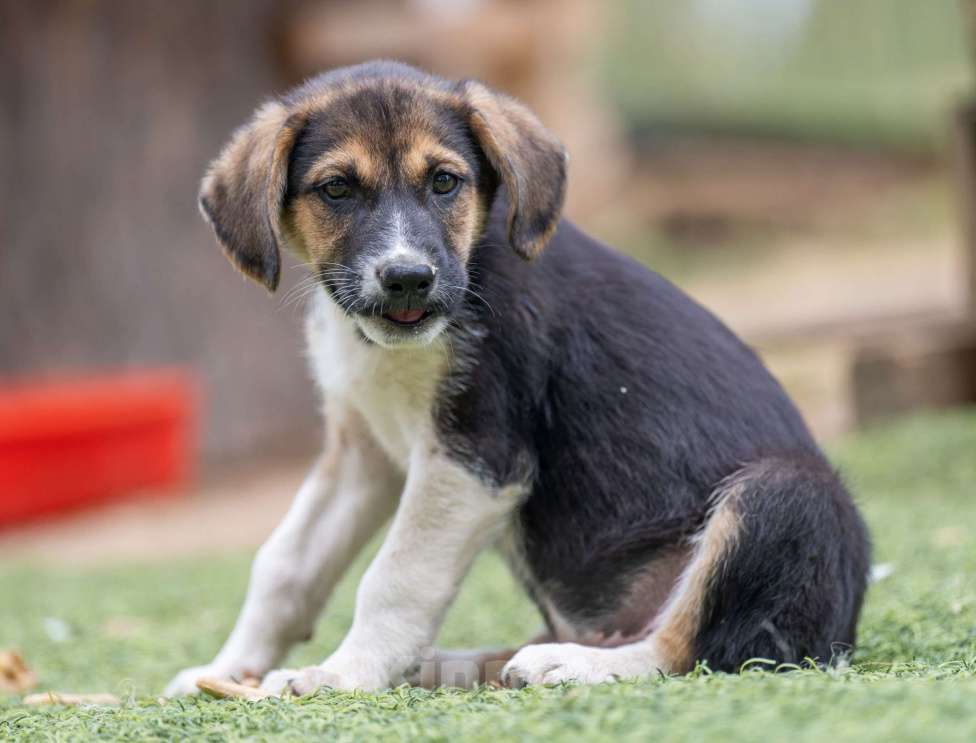 Собаки в Москве: Мэрси Мальчик, Бесплатно - фото 6