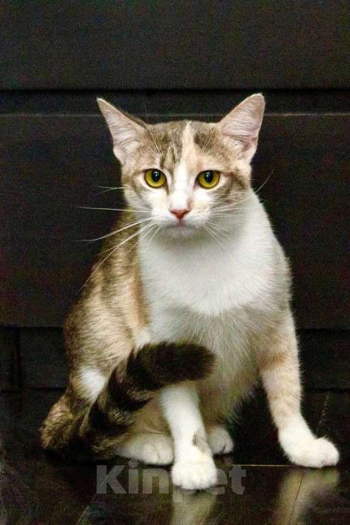 Кошки в Москве: Трехцветная кошка Изюминка в добрые руки Девочка, Бесплатно - фото 3