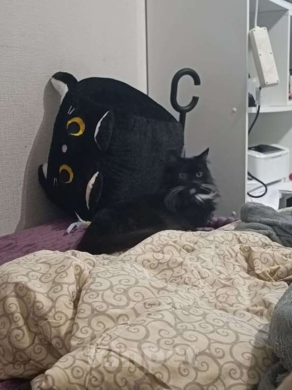 Кошки в Королеве: Молодая кошка, на вязку. Девочка всего 3 годика.  Девочка, Бесплатно - фото 5