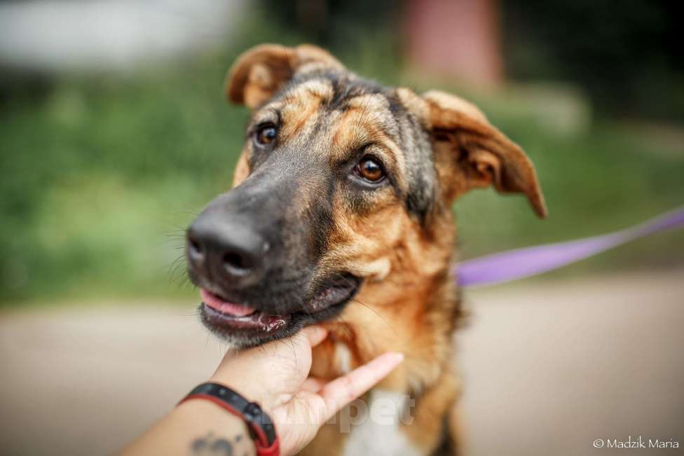 Собаки в Москве: Энджел Девочка, Бесплатно - фото 8