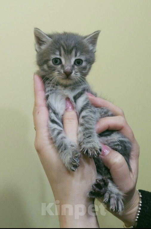 Кошки в Выборге: Котёнок девочка Девочка, Бесплатно - фото 2