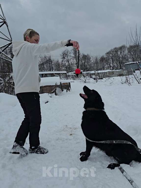 Собаки в Королеве: Обаятельный Чарли, метис лабрадора ищет дом Мальчик, Бесплатно - фото 9