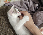 Кошки в Кемерово: Котята Разнополые, Бесплатно - фото 6