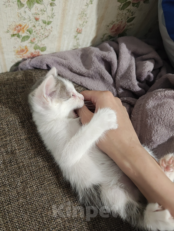 Кошки в Кемерово: Котята Разнополые, Бесплатно - фото 6