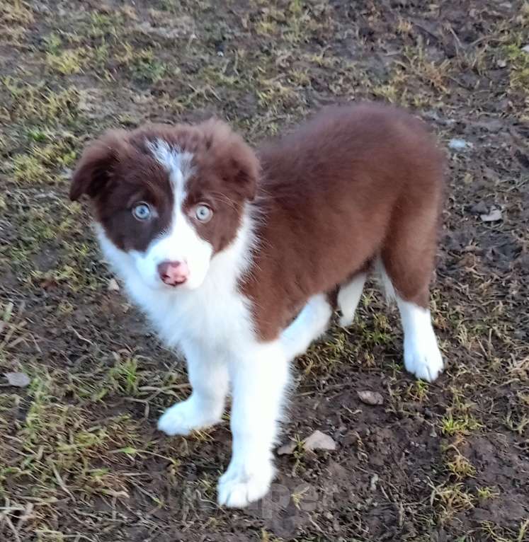 Собаки в Санкт-Петербурге: Бордер Колли девочка в спорт Девочка, 120 000 руб. - фото 5