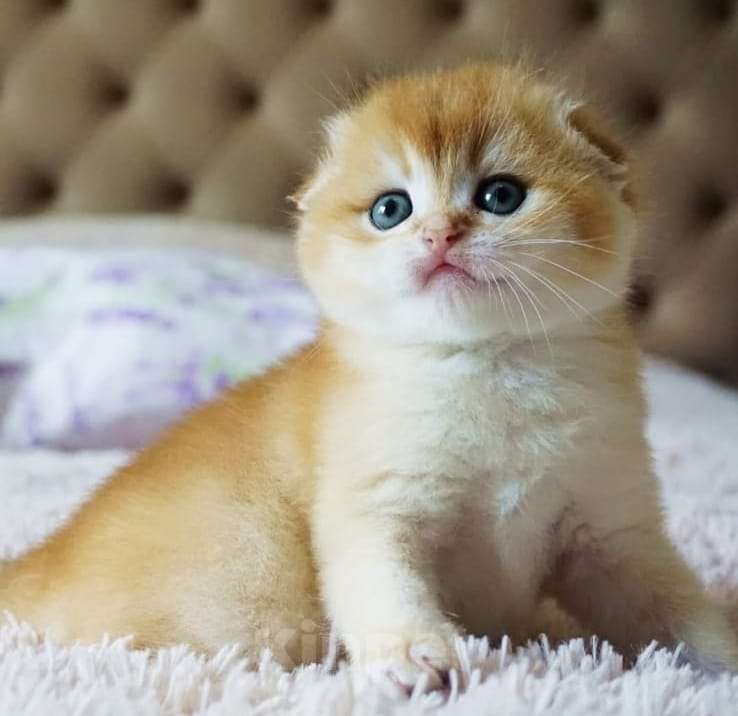 Кошки в Москве: Шотландские котята Мальчик, 35 000 руб. - фото 1