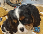 Собаки в Санкт-Петербурге: Кавалер Кинг Чарльз спаниель Мальчик, 100 руб. - фото 8