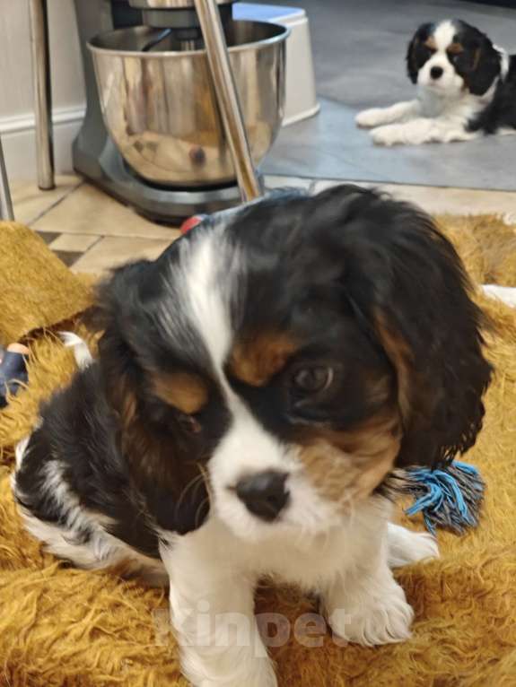 Собаки в Санкт-Петербурге: Кавалер Кинг Чарльз спаниель Мальчик, 100 руб. - фото 8