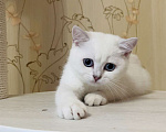 Кошки в Нижнем Новгороде: Британские котята(девочки) Девочка, Бесплатно - фото 2
