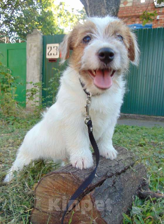 Собаки в Москве: Высокопородный щенок Джек Рассел терьера жесткошерстный Мальчик, Бесплатно - фото 8