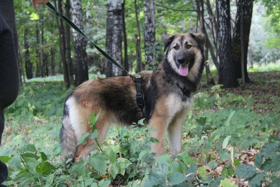 Собаки в Москве: Баста Девочка, Бесплатно - фото 5