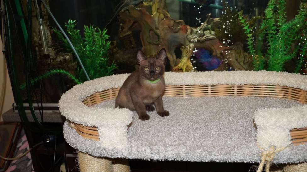 Кошки в Котельнике: Бурманские котята Мальчик, 50 000 руб. - фото 5