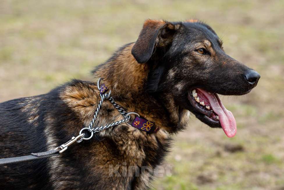 Собаки в Москве: Юна. Собака с потрясающим характером Девочка, Бесплатно - фото 7