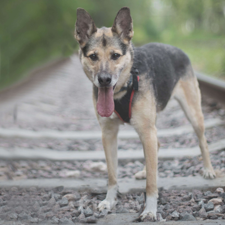 Собаки в Москве: Соня Девочка, Бесплатно - фото 2