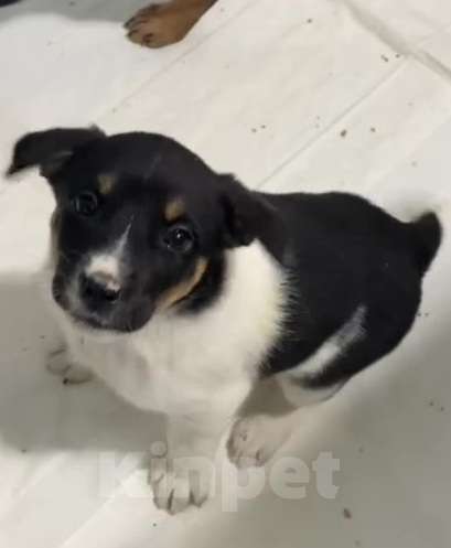 Собаки в Липецке: Отдам щенка в Липецке Мальчик, Бесплатно - фото 1