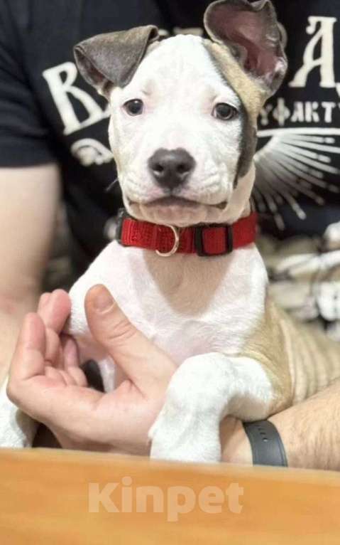 Собаки в Москве: Щенок 4 мес в добрые руки Мальчик, Бесплатно - фото 3