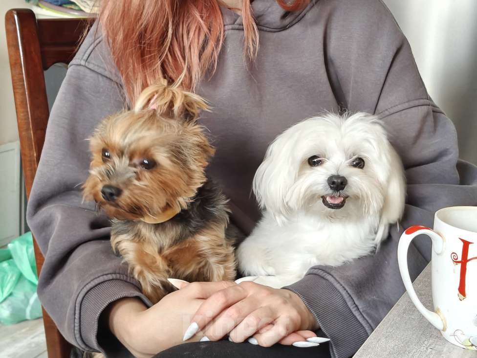 Собаки в Ростове-на-Дону: Морки 1 Мальчик, 30 000 руб. - фото 1