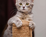 Кошки в Одинцово: много котят выбираем налетаем!  Девочка, Бесплатно - фото 2