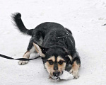 Собаки в Москве: Малыш ищет дом Мальчик, 10 руб. - фото 7