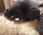 Кошки в Уфе: Шотландский вислоухий Вязка, 1 500 руб. - фото 3